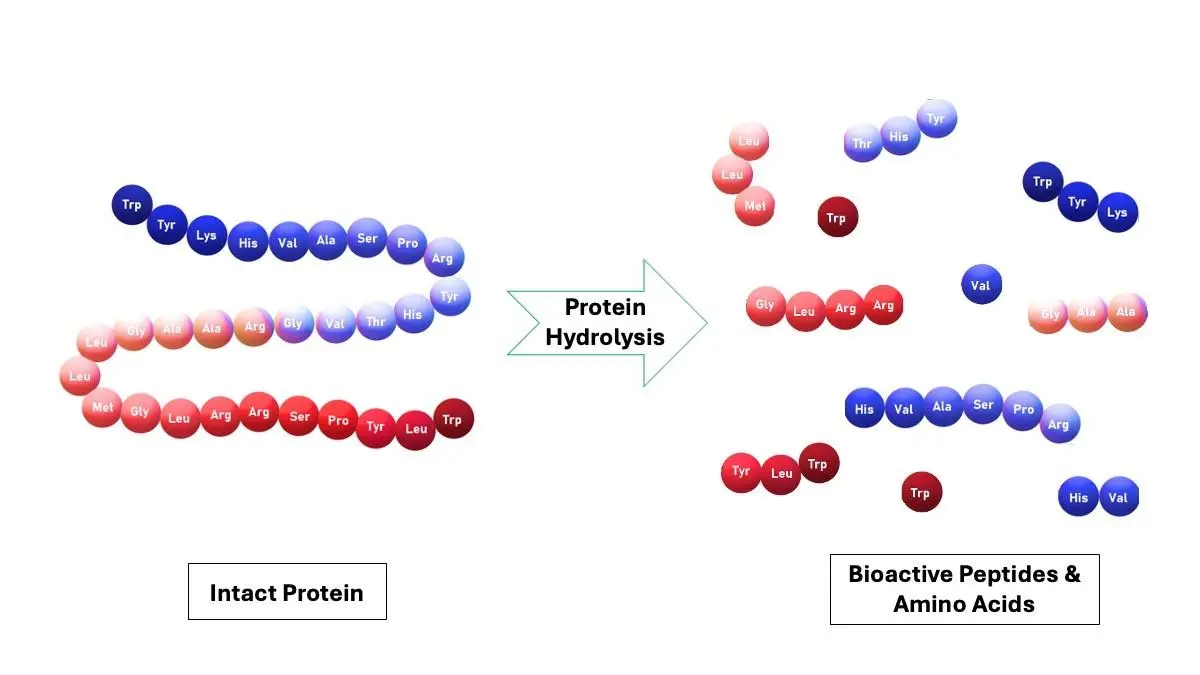 breakdown-of-intact-proteins-into-free-amino-acids-via-targeted-enzymatic-hydrolysis.webp