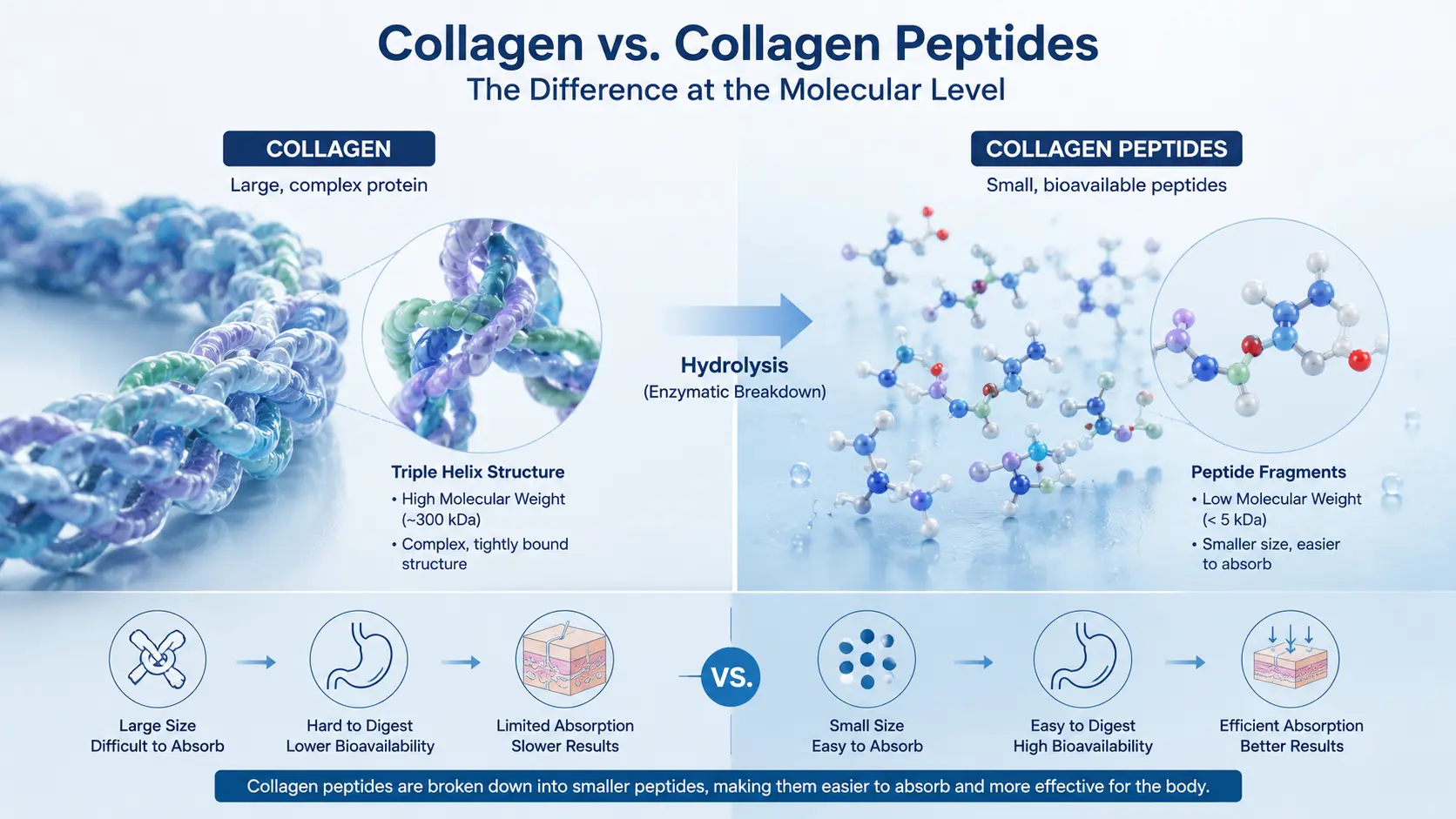 collagen-vs-collagen-peptides.webp