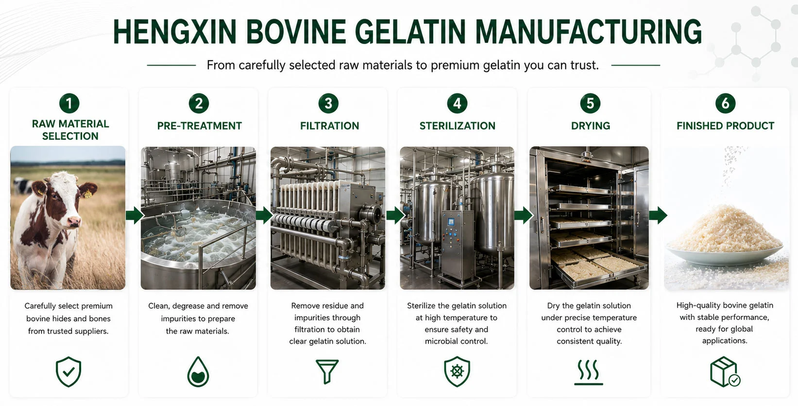 Hengxin bovine gelatin manufacturing process showing raw material selection, filtration, sterilization, drying, and finished gelatin. Hengxin bovine gelatin manufacturing process showing raw material selection, filtration, sterilization, drying, and finished gelatin.