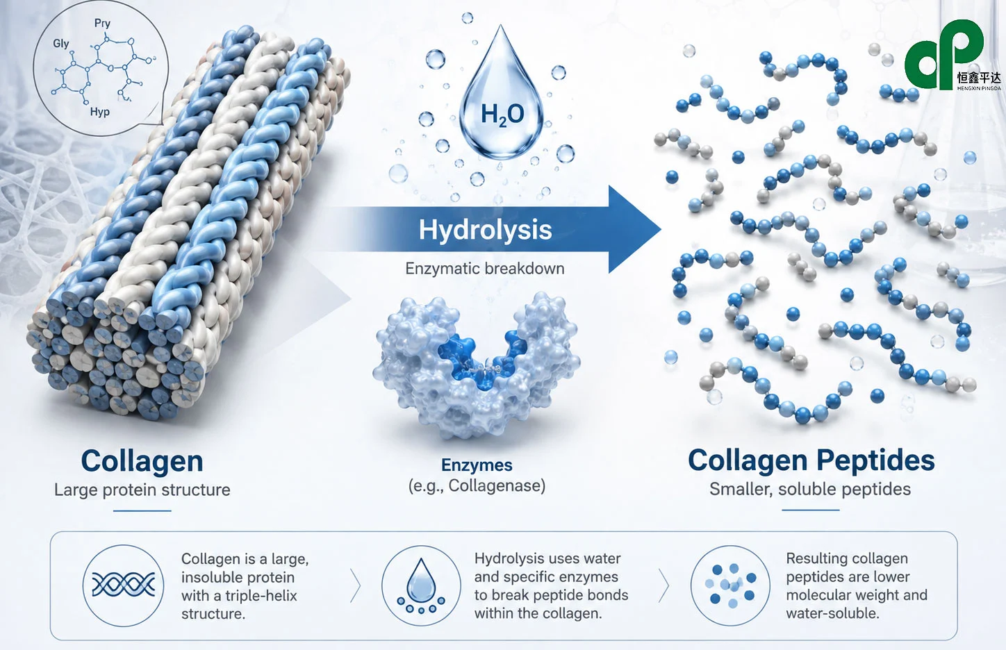 Collagen hydrolysis into smaller, water-soluble collagen peptides.