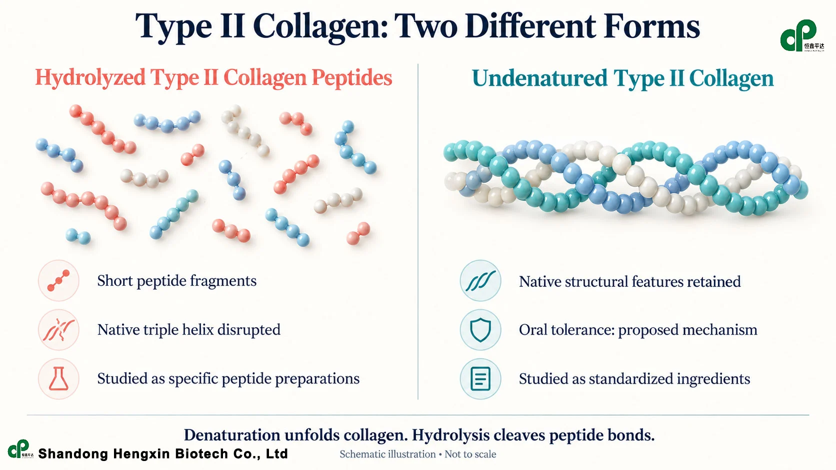 Hydrolyzed type 2 collagen vs. undenatured type 2 collagen