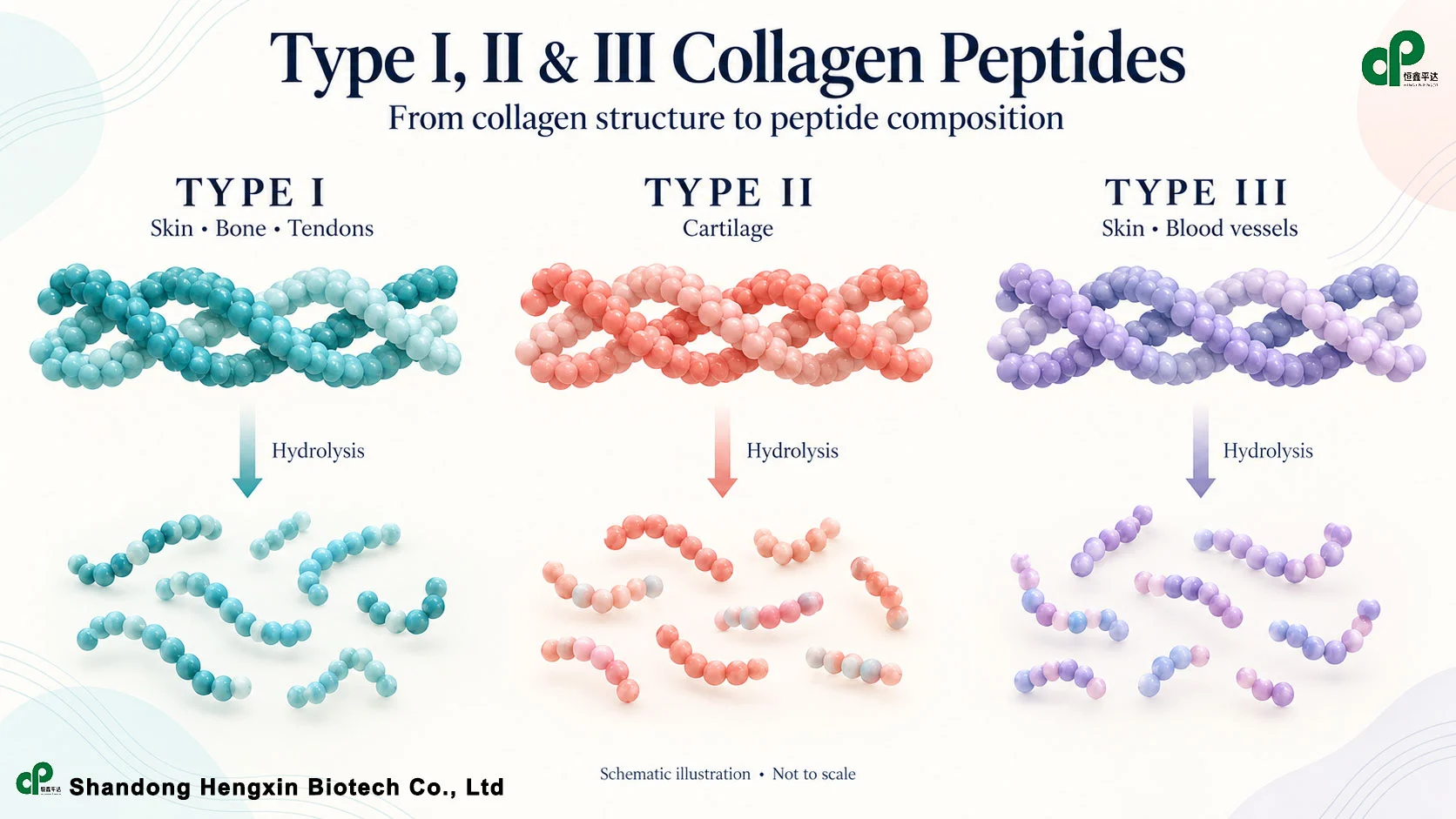 The differences of type 1, 2, and 3 collagen peptides