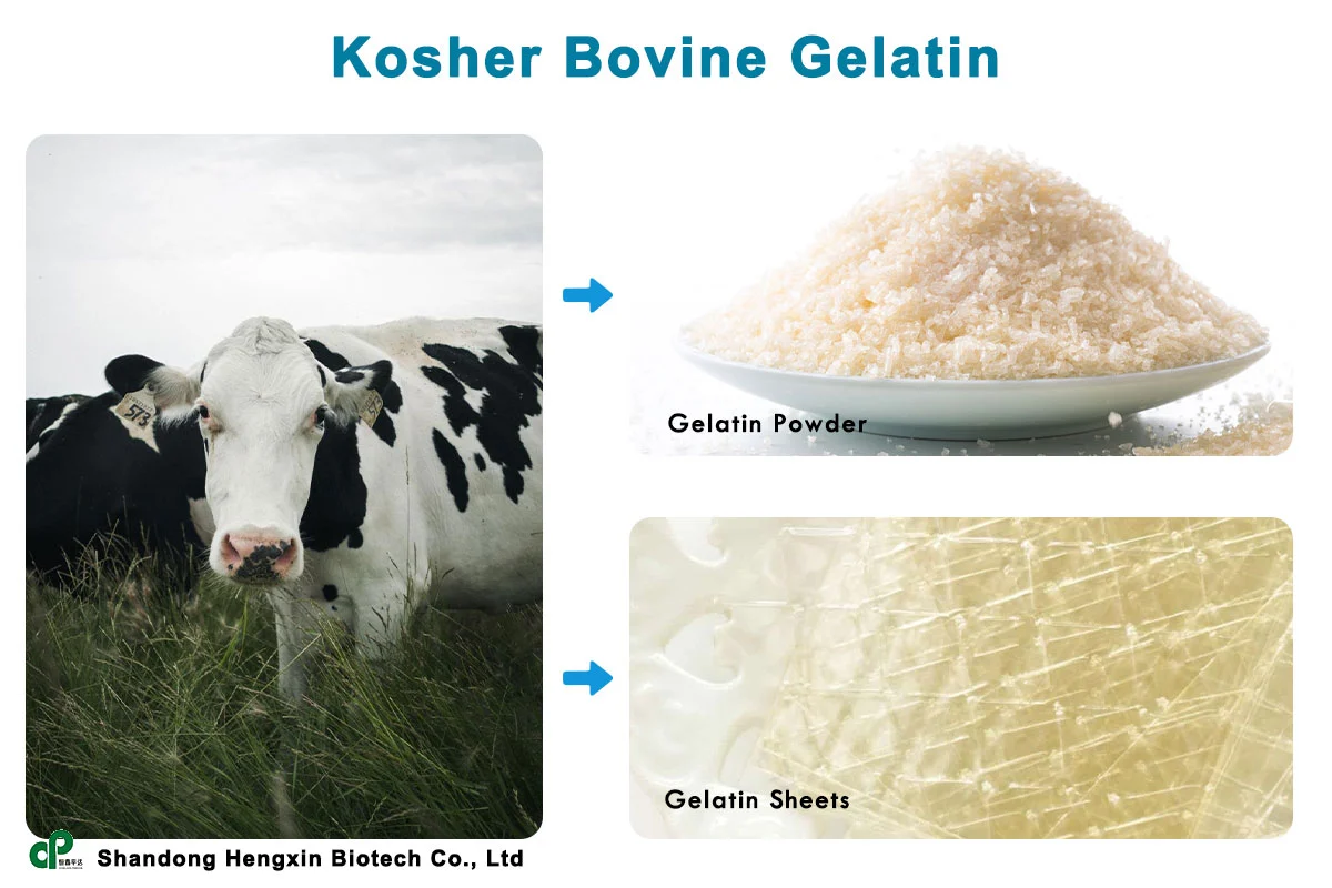 kosher bovine gelatin from shandong hengxin biotech